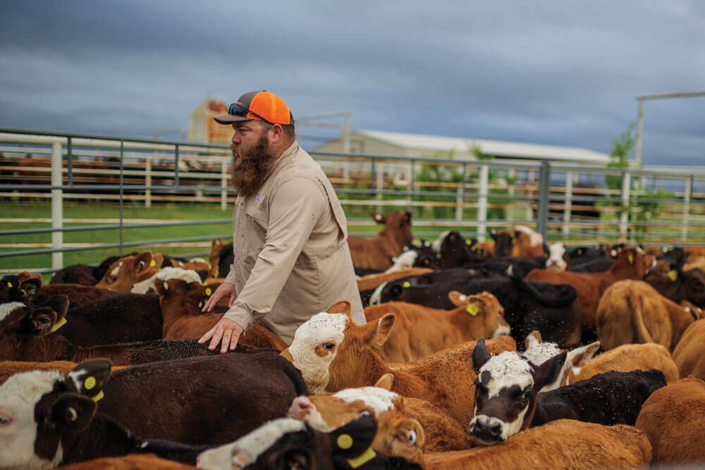 Kye Hennington sorts and processes calves.