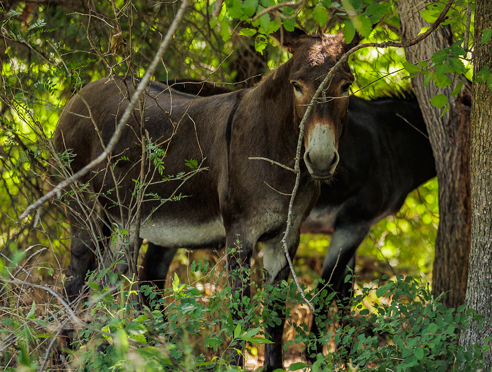 donkeys in pasture