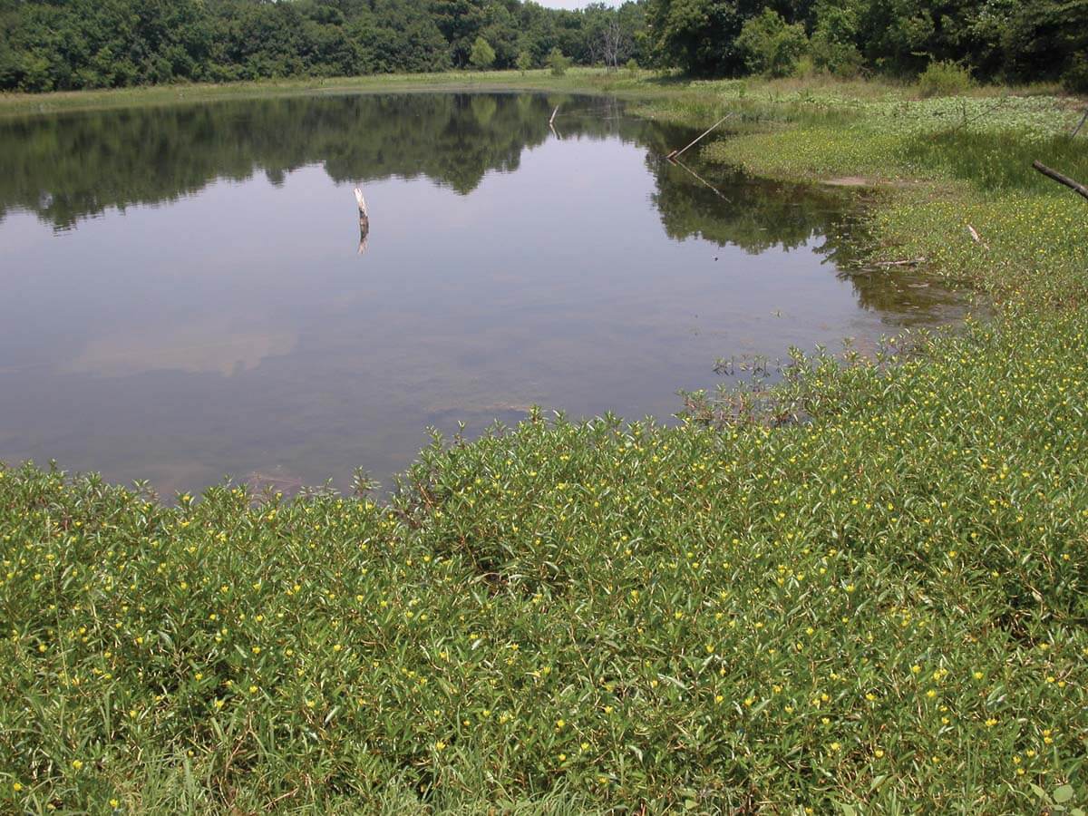 A vegetation buffer helps to clear the water.