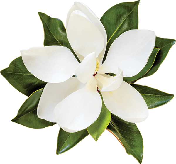 magnolia