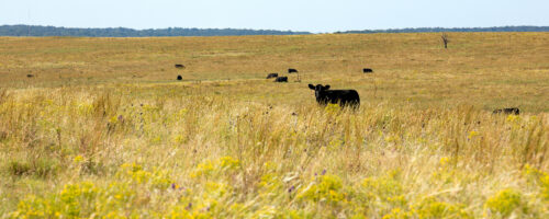 Make Your Soil Work For You To Optimize Ranch Production And Profit thumb