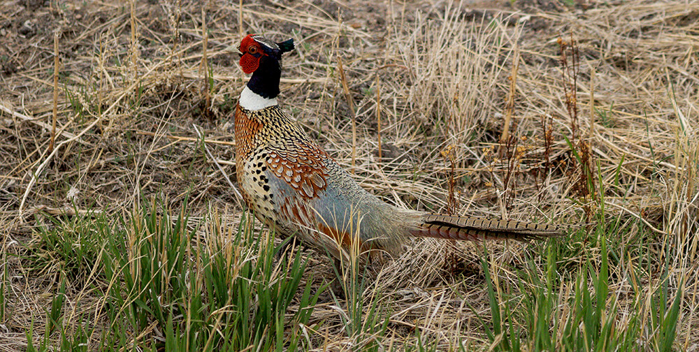 pheasant in field