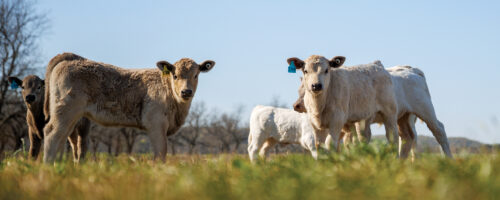 Noble Ranches: Managing Through Drought thumb