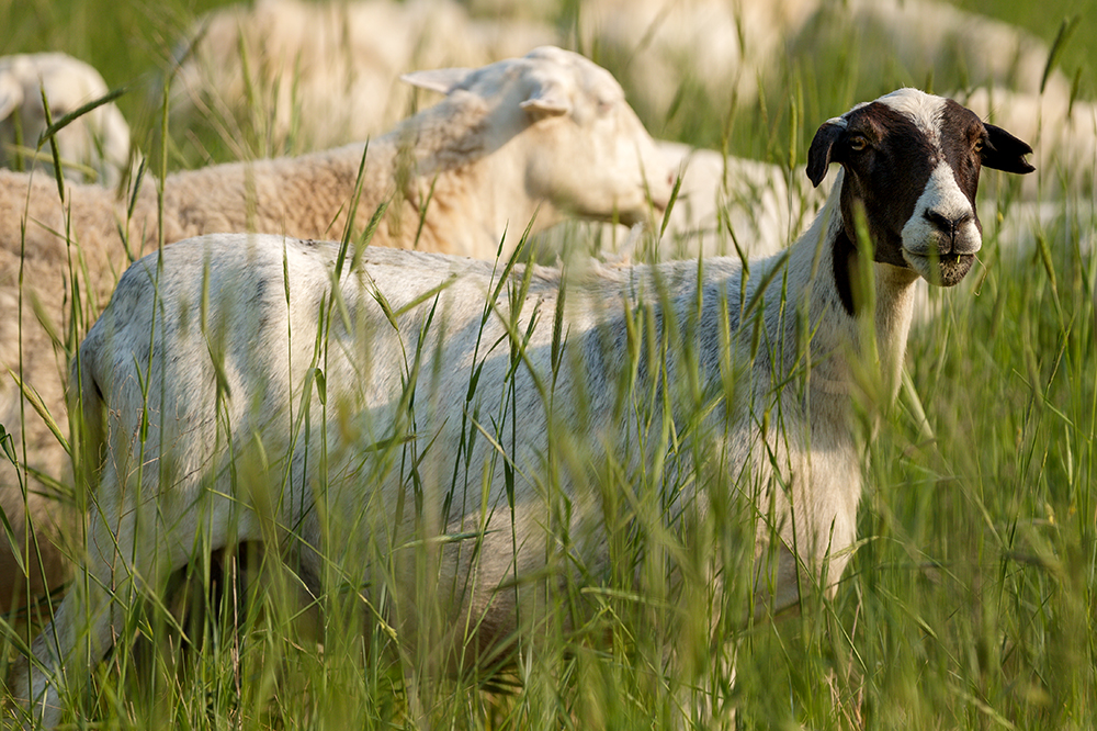 sheep in pasture