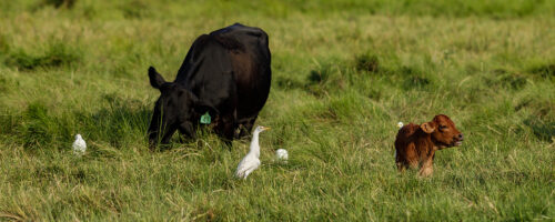 Match forage flow with livestock nutritional needs to increase ranch profitability thumb