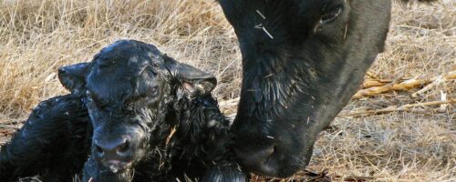 Minimize Calving Difficulty by Knowing What to Look For thumb