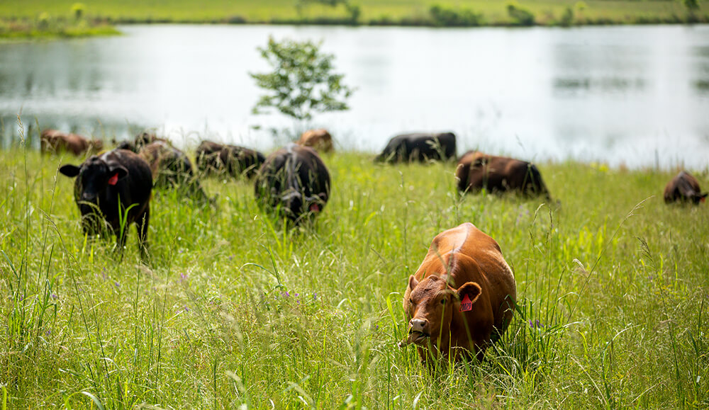 grazing regenerative agriculture