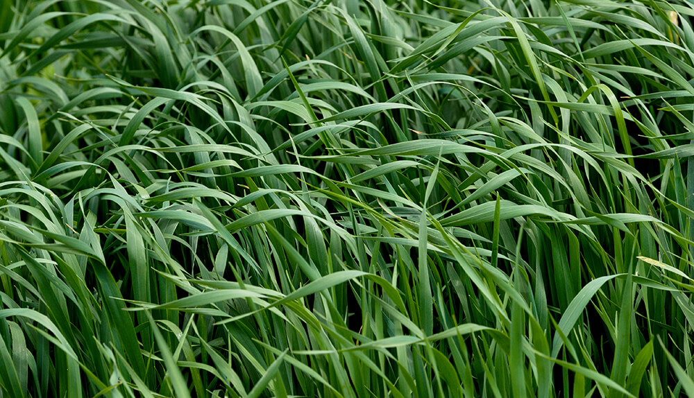 pasture of cover crop