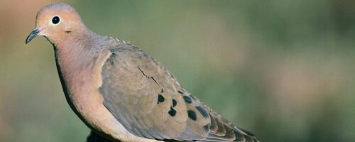 Mourning Dove Abundance Can Be Managed thumb