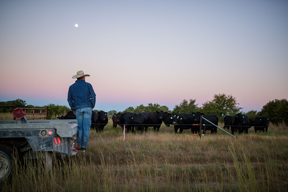 Rancher watches cattle from back of truck