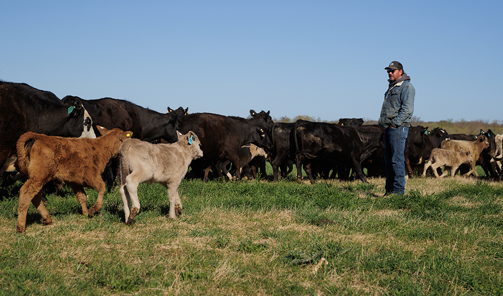 Ranch manager, Kevin Pierce, moving cattle