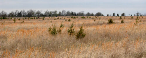 Nature manages native plant communities thumb