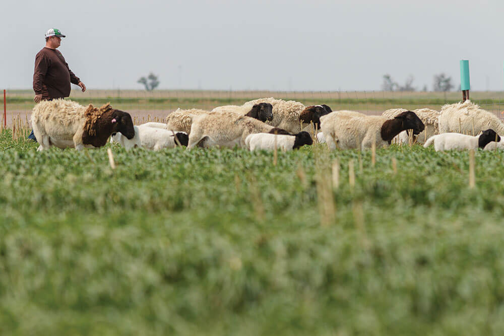 Nick Vos with his sheep