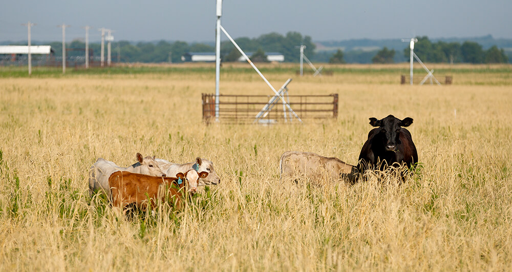 herd with young pairs