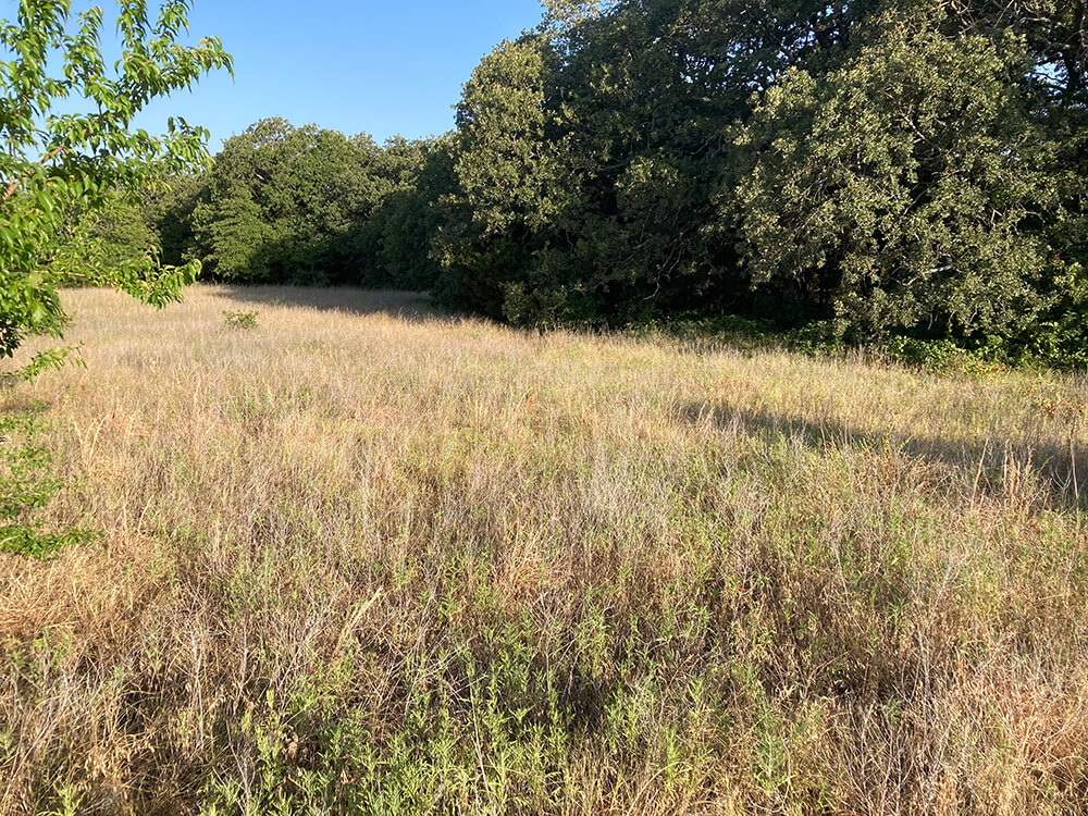 Oxidized pasture with old growth