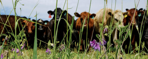 Embrace Change: Cultivating Pasture Diversity thumb