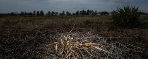 Managing Pastures Before and During Drought thumb