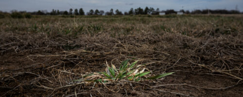 Prepare for Drought With Regenerative Ag Mindset thumb