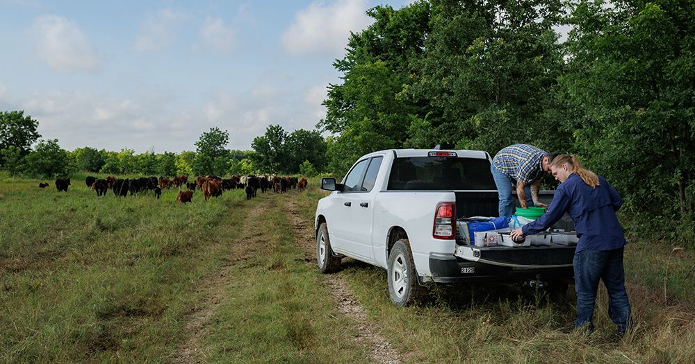 making dung beetle traps in field