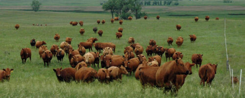 Pasture management plan prepares producer for year thumb