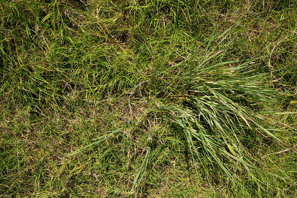 Pasture with thatch and green forage