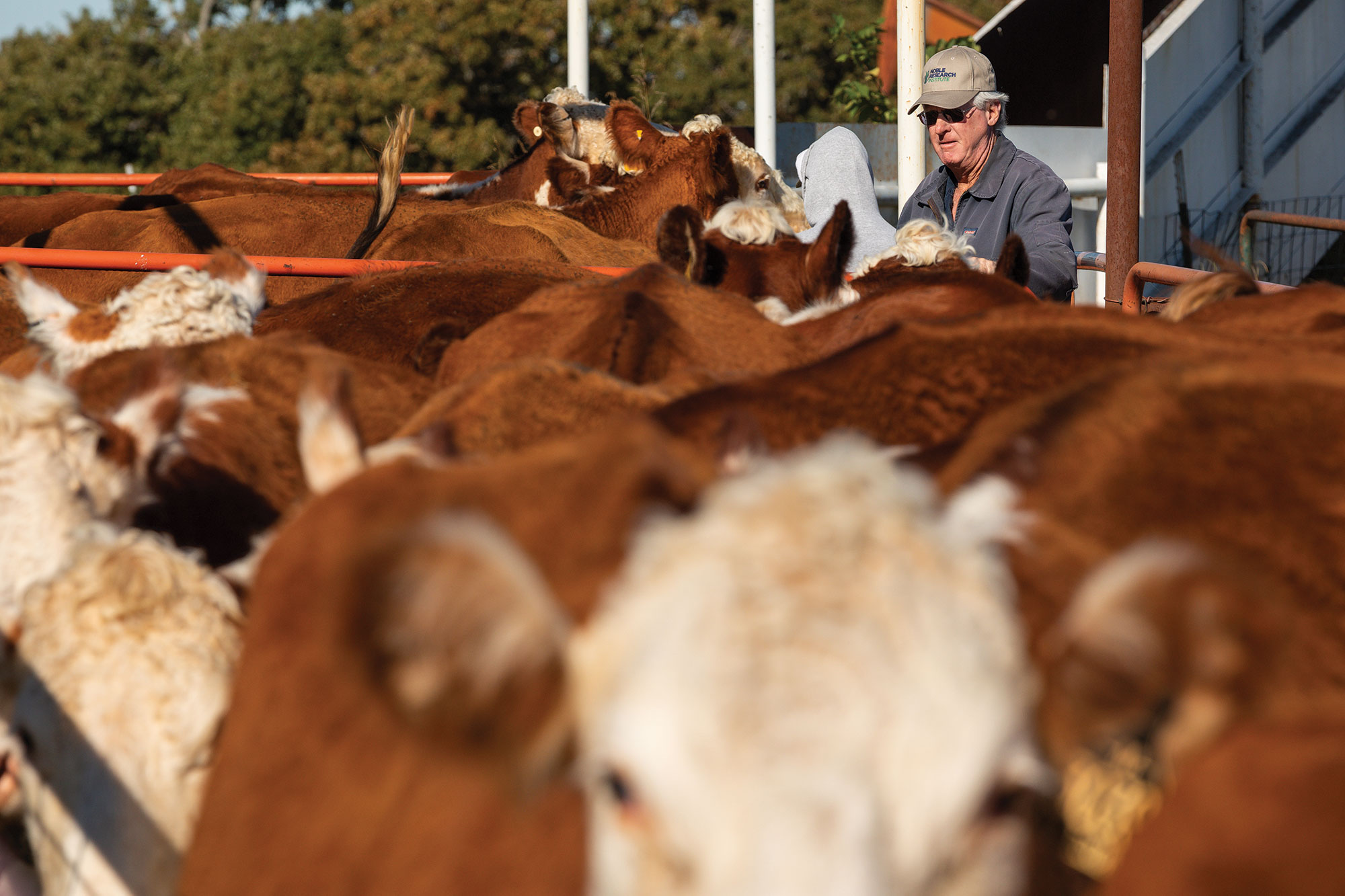 William Payne (pictured) and his wife, Karen, prepare to wean cattle on their ranch. They use techniques to minimize stress in the herd during this process.