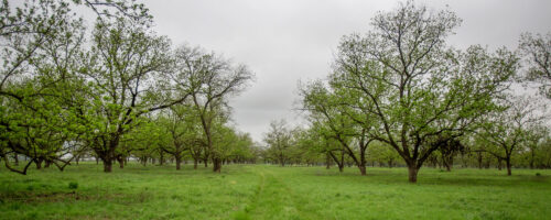 Swift River Pecans Implements Regenerative Agriculture Approach to Pecan Farming thumb