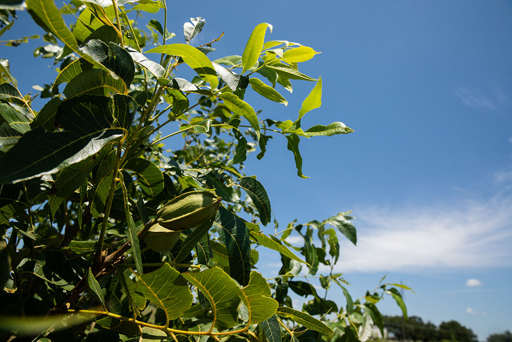 Pecan trees with leaves and green pecan nuts