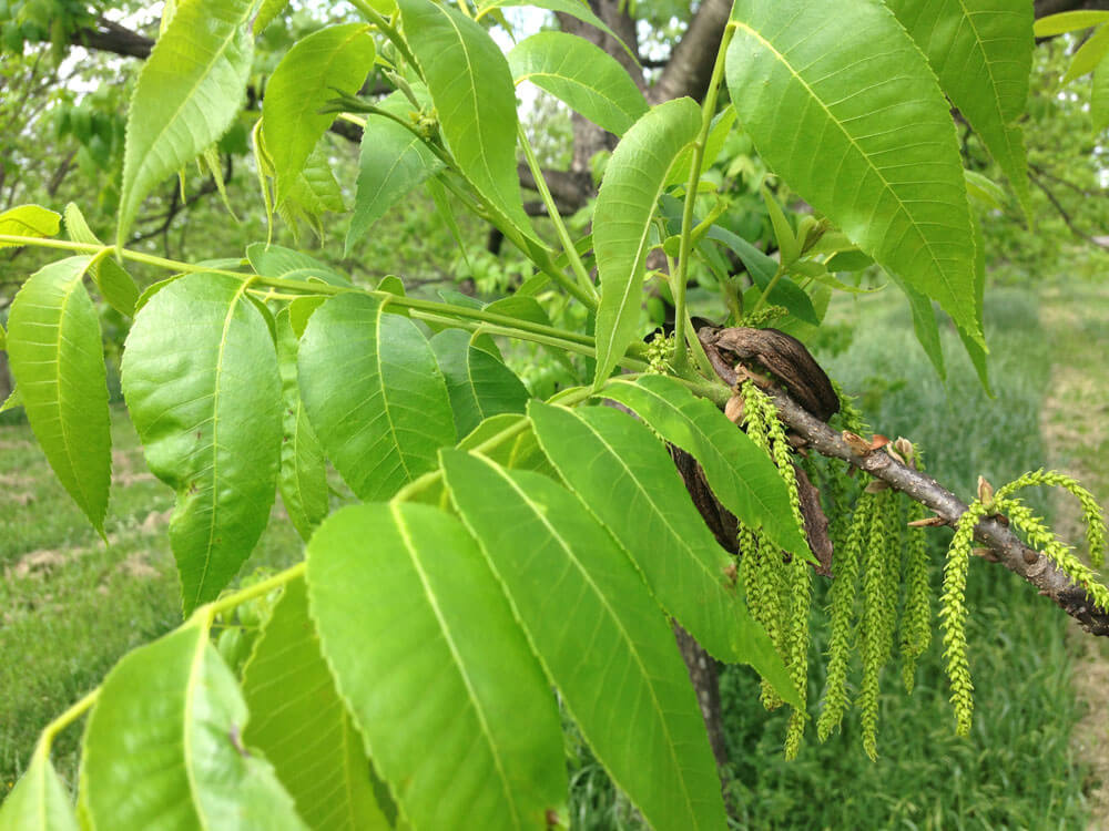 Pecan tree with nut clusters