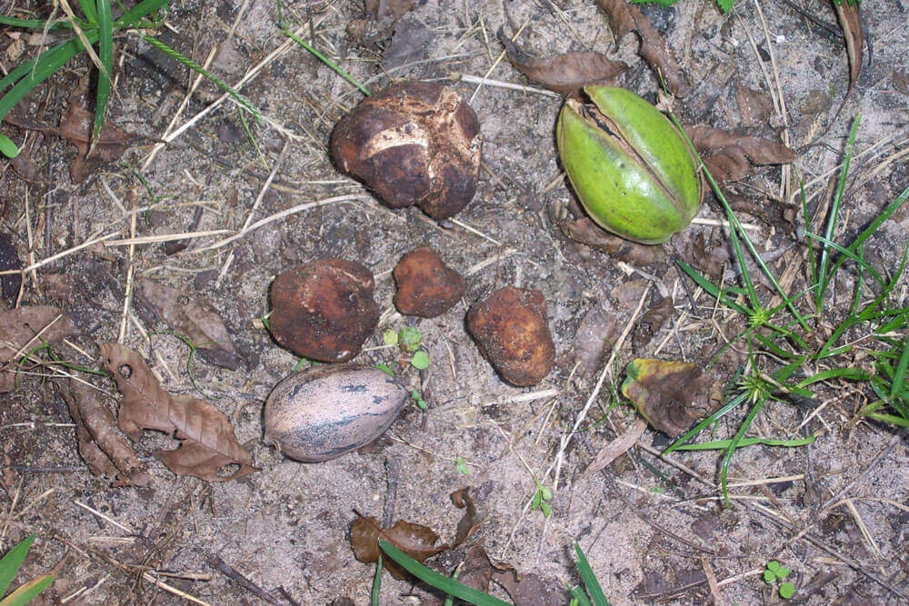 Pecans and pecan truffles