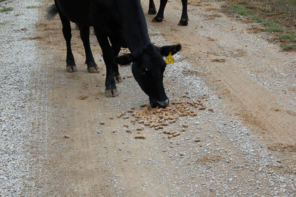 Cow eating food pellets