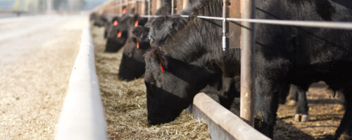 Planning Your Winter Feeding Program for Profitability thumb