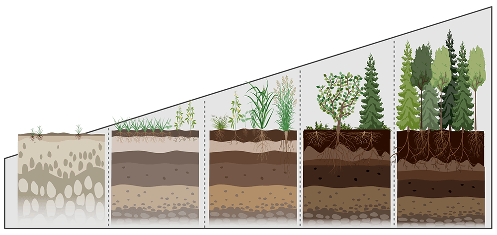 Infographic showing changes in the plant community over time.