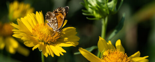 Pollinator Power: Three Reasons Bees, Butterflies, Bats And More Are Important To Your Ranch thumb