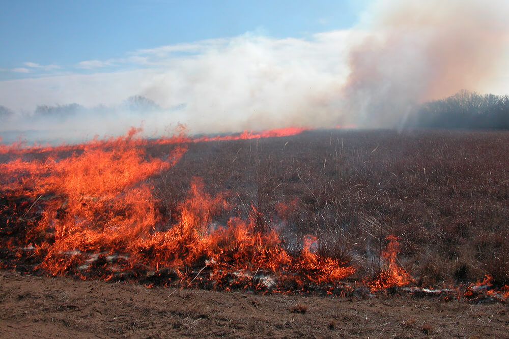 Field renewed after a prescribed burn.