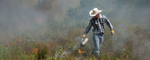 How Summer Prescribed Burns Can Be A Safe And Efficient Way To Regenerate Grazing Lands thumb