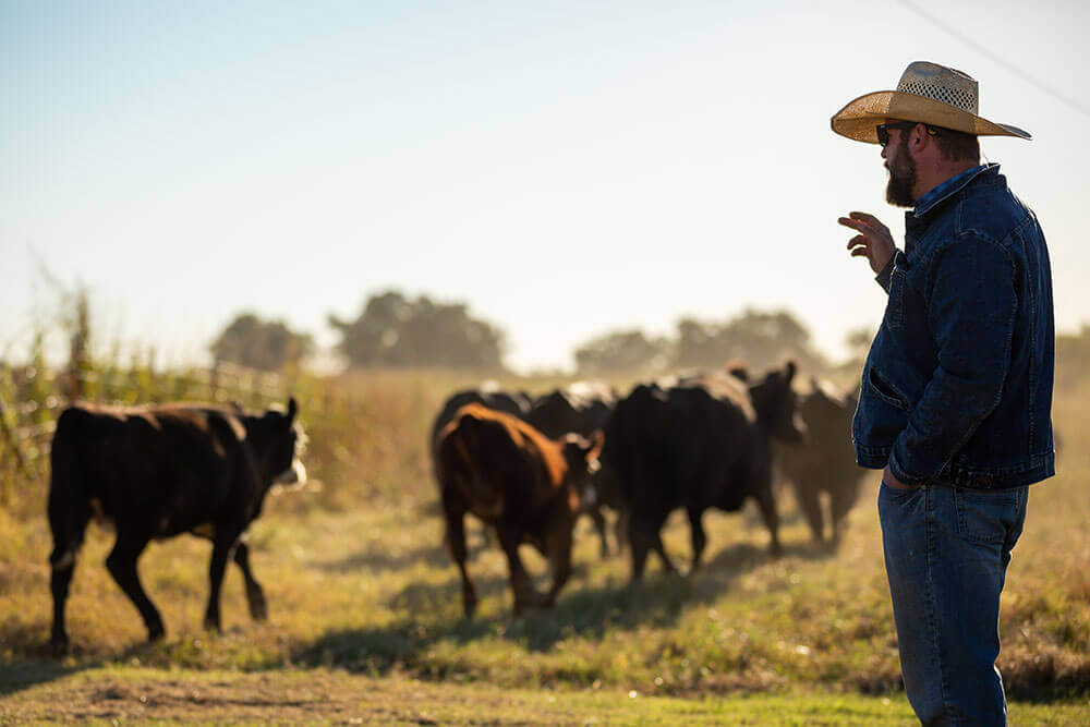 Rancher observing cattle as they are moved.