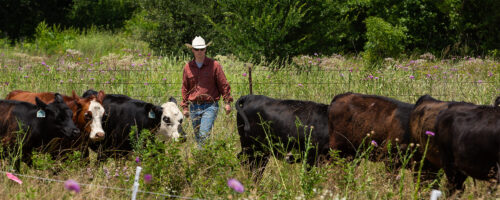 10 Things You Should Do To Get Started With Regenerative Grazing thumb