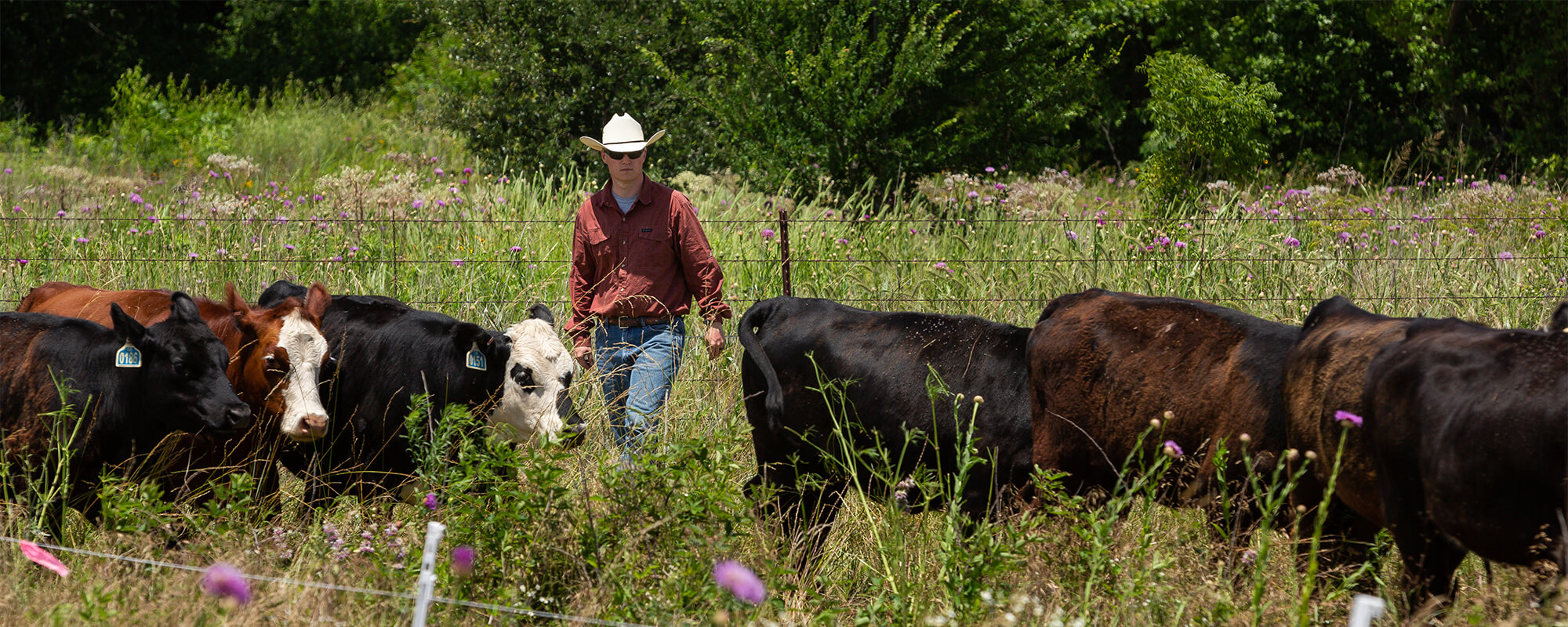 Cattle grazing in pasture as rancher walks in background