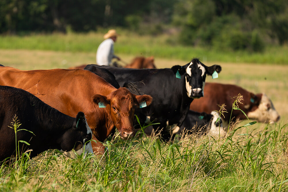 Cattle graze as rancher on horseback rides in the background