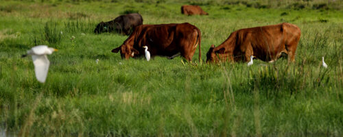 Ranching For The Family  thumb