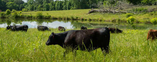 Resources for managing ponds and water access when regeneratively grazing livestock thumb