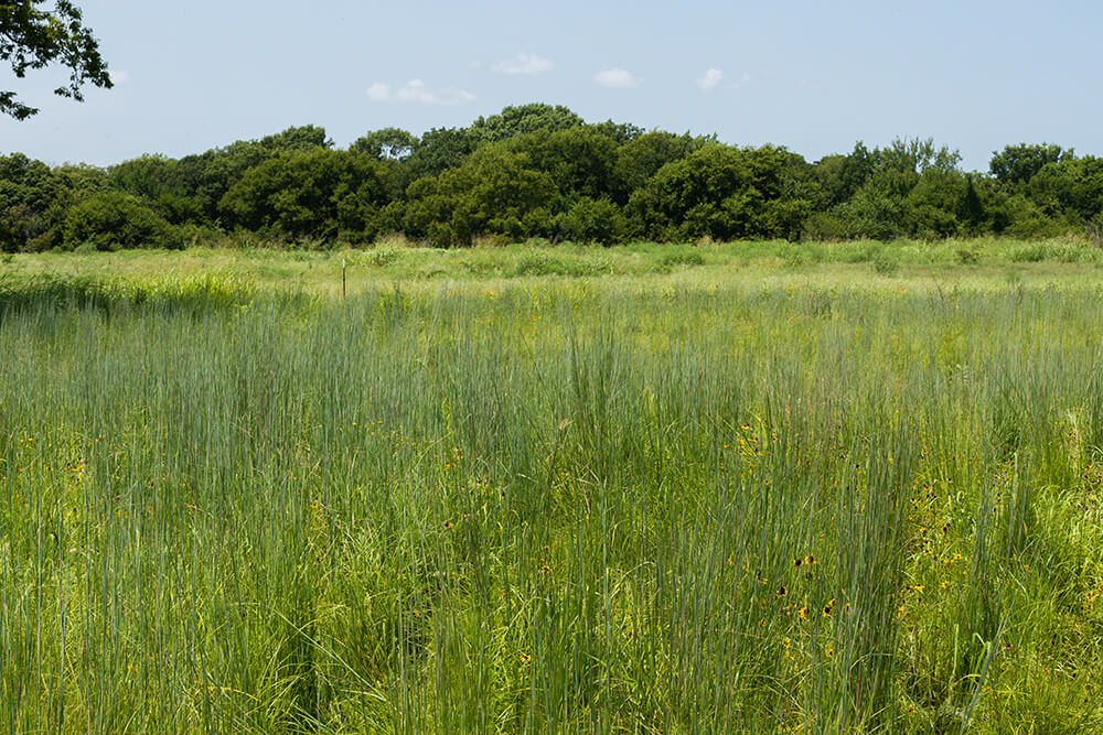 Rested pasture at Noble's Coffey Ranch test site