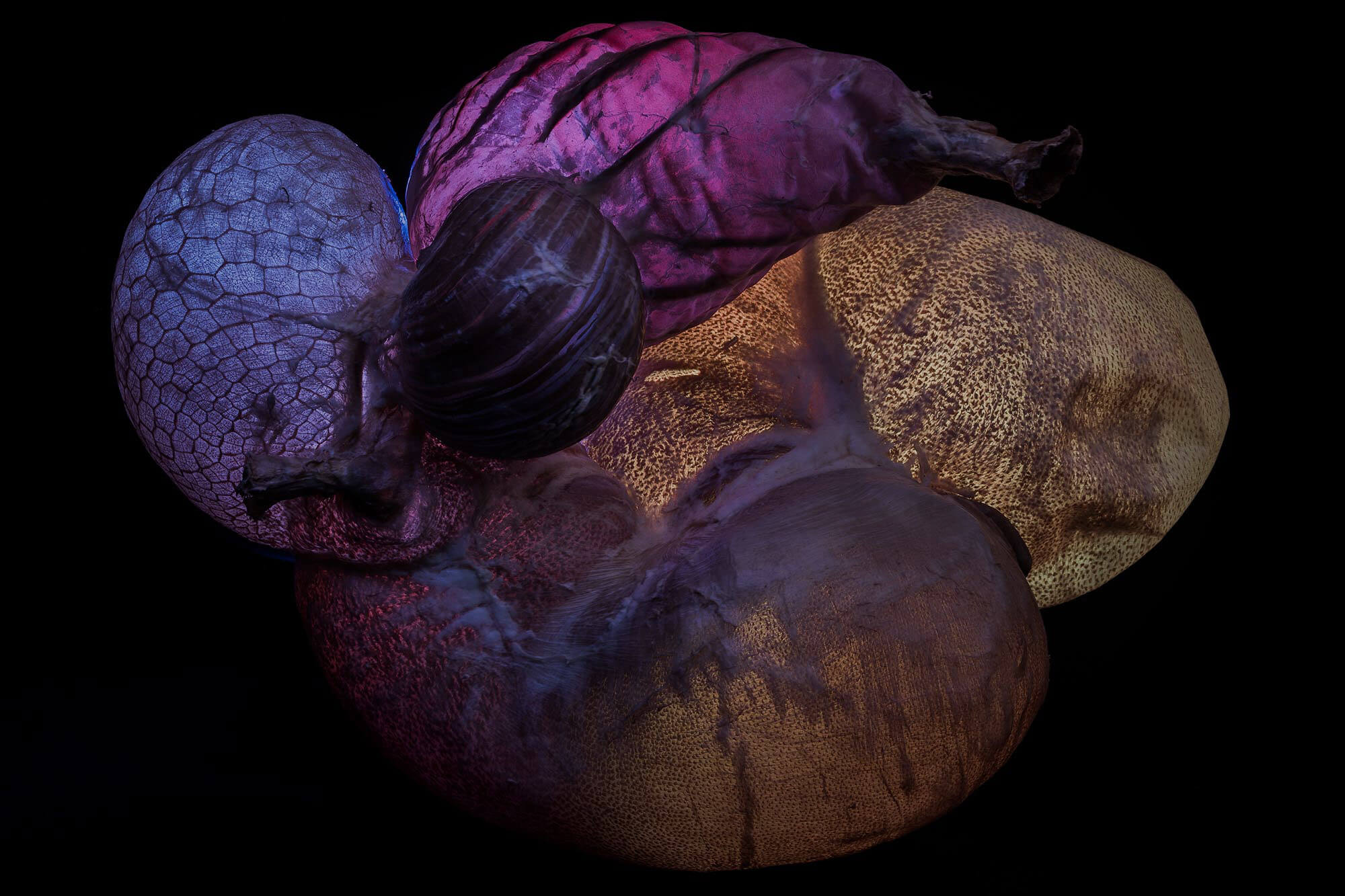 Backlit photo of a cow rumen