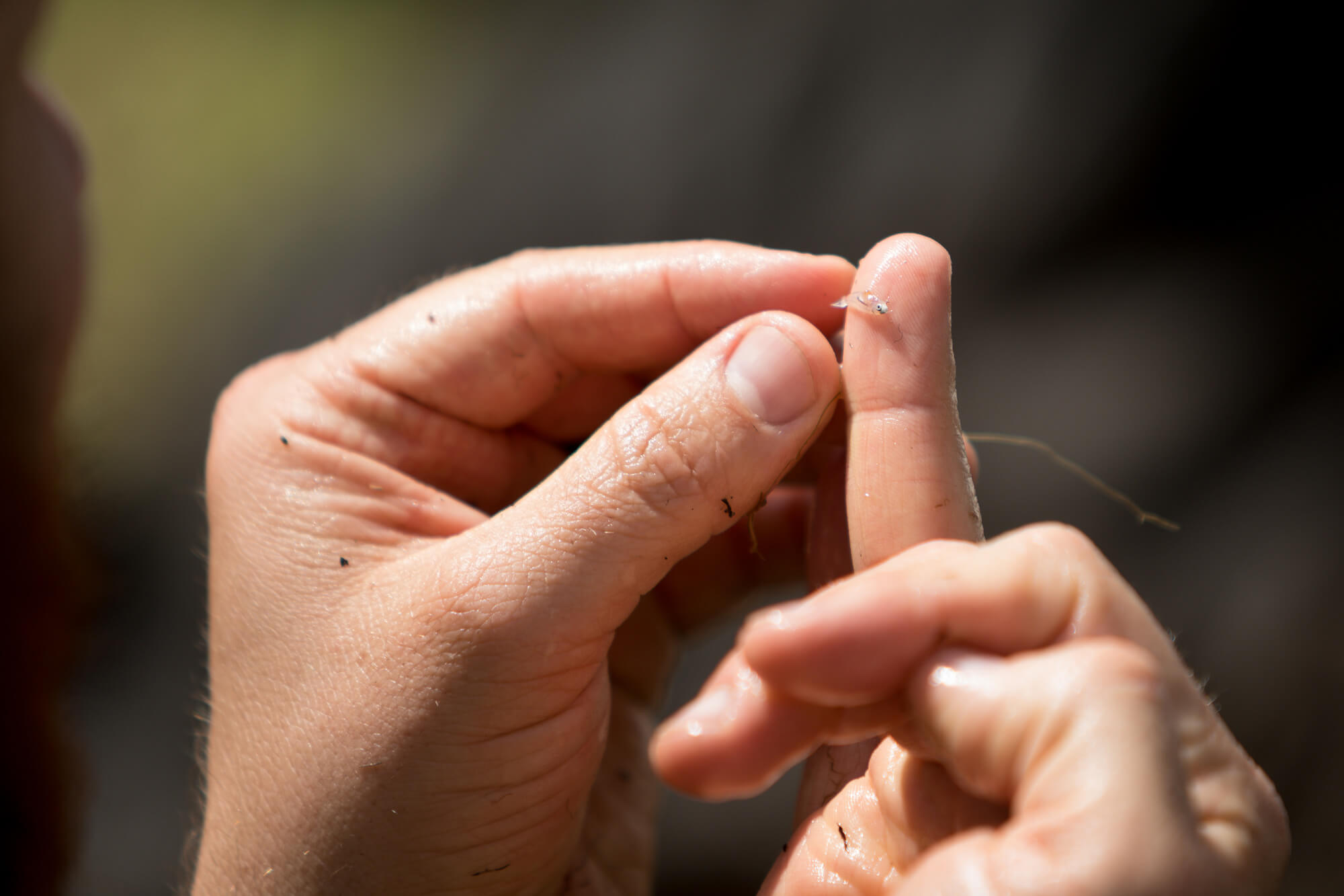 Examining tiny fish