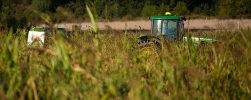 Diversity is Key When Planting Cool-Season Forages During a Drought thumb