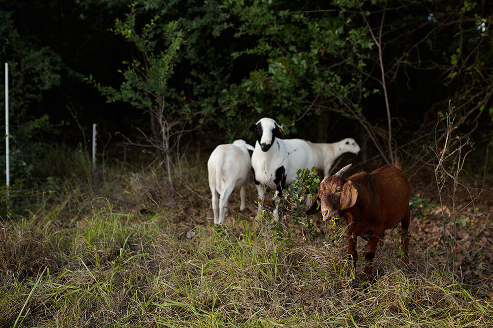 Sheep and goats grazing