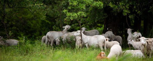 How Multiple Livestock Species Can be Used to Benefit Your Ranch thumb