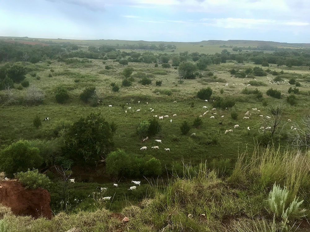 sheep in large grass field