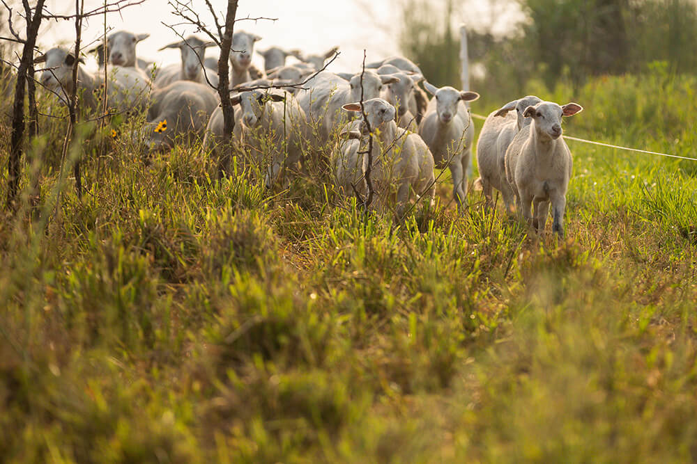 Sheep in a polywire paddock